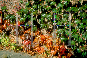Picture of Parthenocissus tricuspidata 