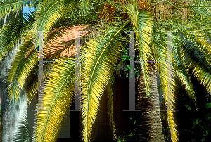 Picture of Phoenix canariensis 