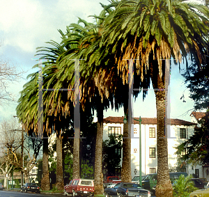 Picture of Phoenix canariensis 