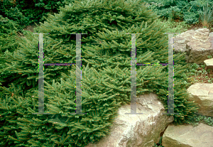 Picture of Picea abies 'Tabuliformis'