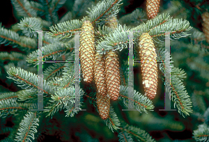 Picture of Picea glehnii 