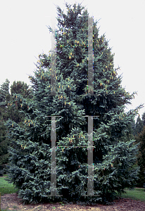 Picture of Picea glehnii 