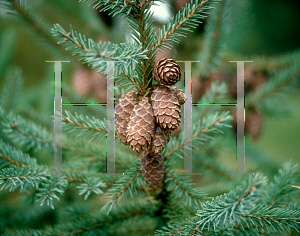 Picture of Picea mariana 