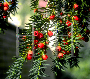 Picture of Taxus baccata 