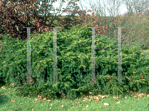 Picture of Taxus baccata 'Repandens'