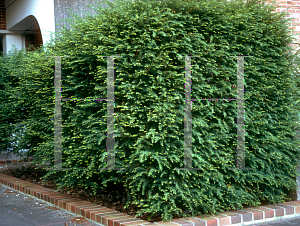 Picture of Taxus floridana 