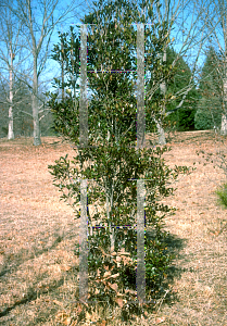 Picture of Ternstroemia gymnanthera 