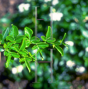 Picture of Triphasia trifolia 
