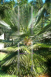 Picture of Trithrinax acanthocoma 