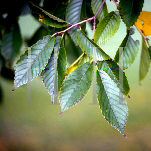 Picture of Ulmus japonica 