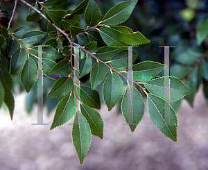 Picture of Ulmus parvifolia 