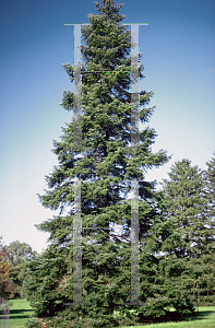 Picture of Abies nordmanniana 