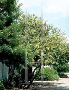 Picture of Acacia wrightii 