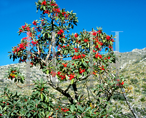 Picture of Arbutus xalapensis 