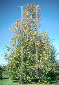 Picture of Betula populifolia 'Whitespire'