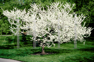 Picture of Cercis canadensis 'Alba'
