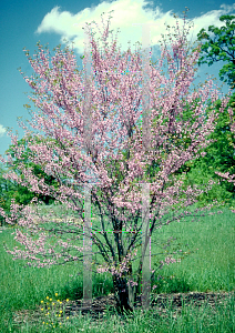 Picture of Cercis canadensis var. texensis 