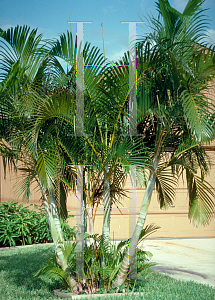 Picture of Chrysalidocarpus lutescens 