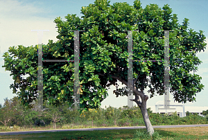 Picture of Ficus lyrata 