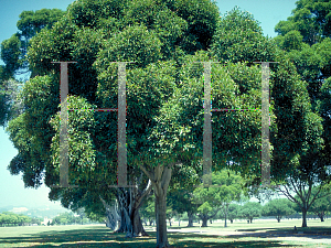 Picture of Ficus rubiginosa 