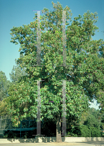 Picture of Fraxinus uhdei 