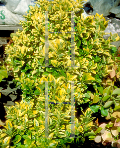 Picture of Euonymus japonicus 