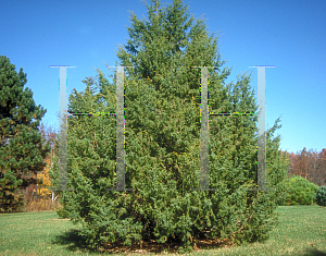 Picture of Juniperus communis 'Laxa'