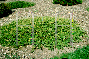 Picture of Juniperus horizontalis 