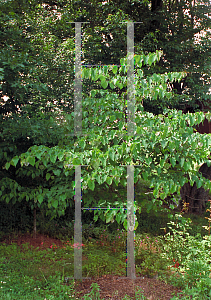 Picture of Cercis canadensis 