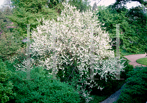Picture of Halesia tetraptera 
