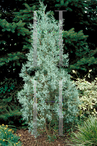 Picture of Juniperus deppeana 'Mcfetter'