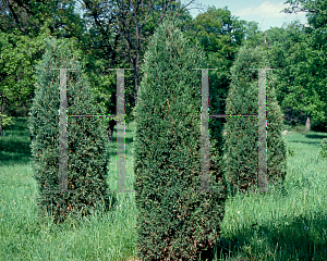Picture of Juniperus scopulorum 