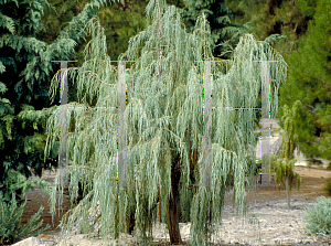 Picture of Juniperus scopulorum 'Tolleson's Green Weeping'