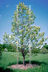 Picture of Magnolia acuminata var. subcordata 