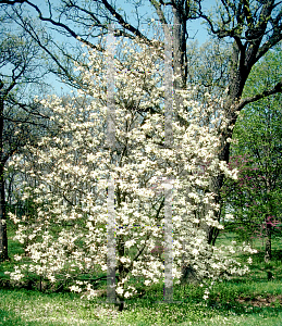 Picture of Magnolia denudata 