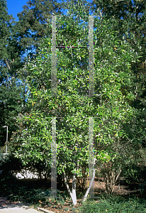 Picture of Magnolia virginiana 