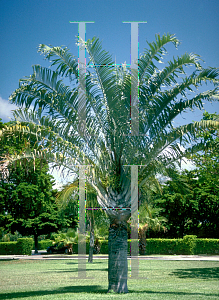 Picture of Neodypsis decaryi 