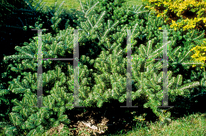Picture of Abies koreana 'Prostrate Beauty'