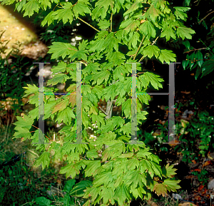 Picture of Acer circinatum 