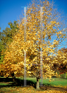 Picture of Acer saccharum ssp. nigrum 