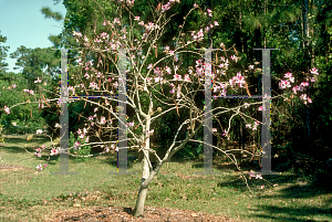 Picture of Bauhinia variegata 