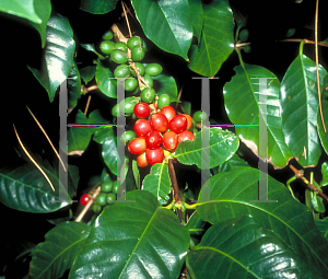 Picture of Coffea arabica 