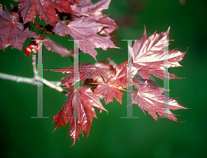 Picture of Acer platanoides 'Goldsworth Purple'