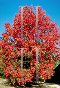 Picture of Acer rubrum 