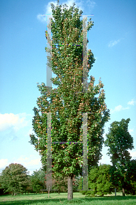 Picture of Acer rubrum 'Columnare'