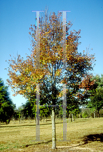 Picture of Acer rubrum 'Gerling'