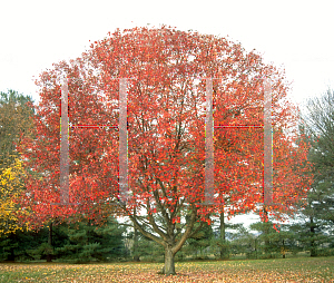 Picture of Acer rubrum 'Franksred (Red Sunset)'