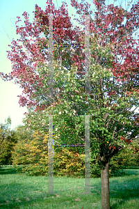 Picture of Acer rubrum 'Tilford'