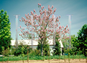 Picture of Paulownia tomentosa 