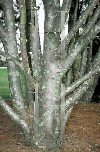 Picture of Pinus bungeana 